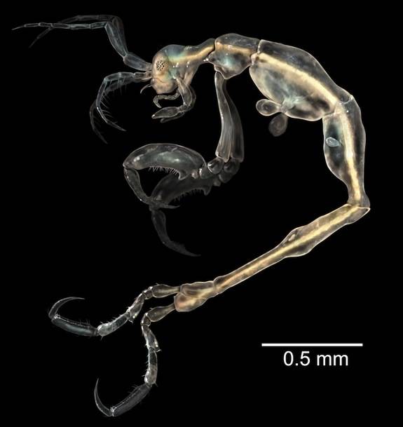 Skeleton Shrimp - <em>Liropus Minusculus</em>