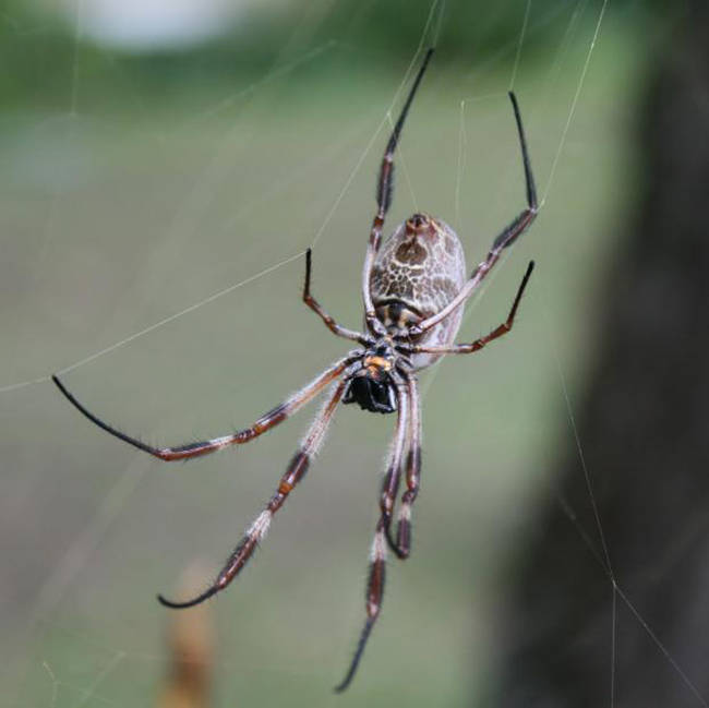 Golden Silk Orb-Weaver