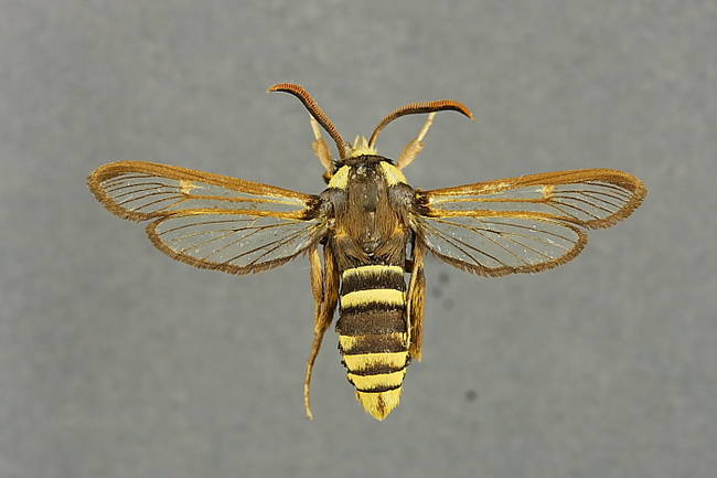 Hornet Moth