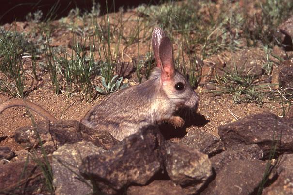 1.) Gobi Jerboa