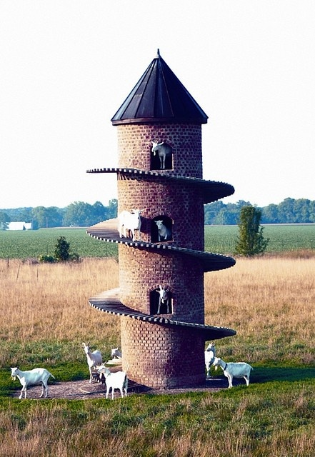 These goats keep their goat castle well fortified.