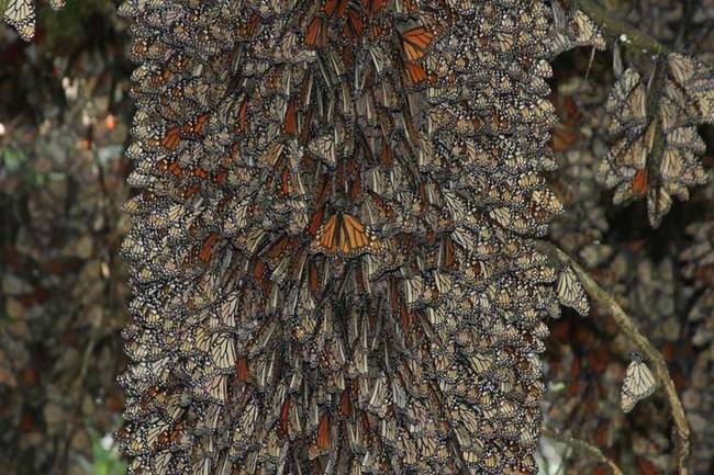 Monarch Butterflies.