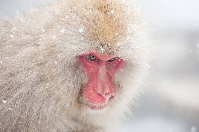 7.) The Snow Monkey