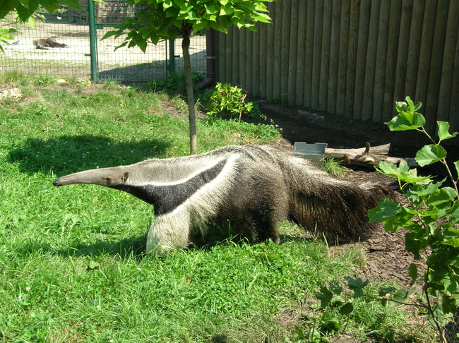 7.) Giant Anteater