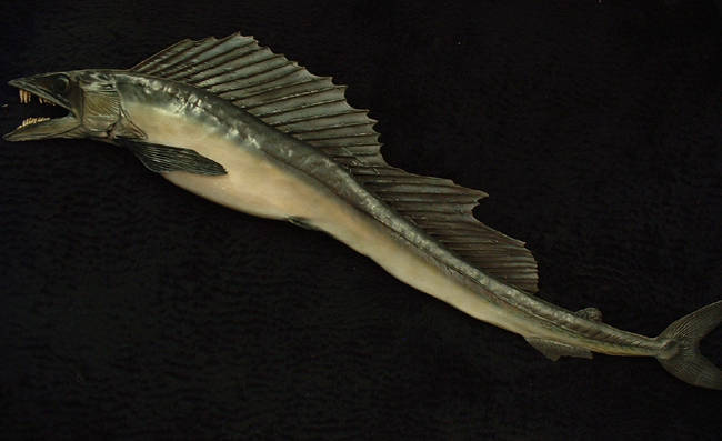 Lancetfish