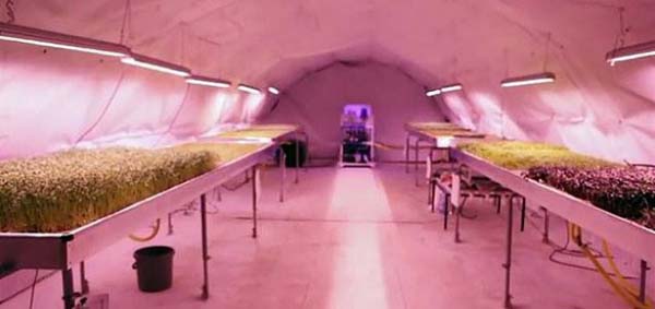 Zero Carbon Foods built a farm in this London air raid shelter.