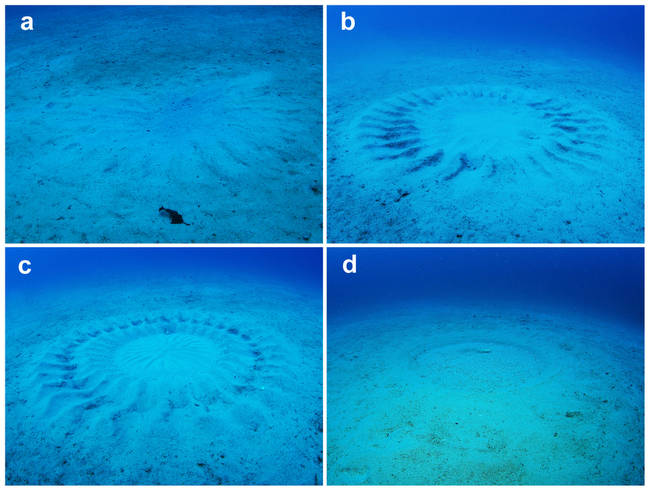 These photos show the process of the sand circle's formation. Picture D shows the circle after spawning has taken place, settling back into the natural formation of sand.