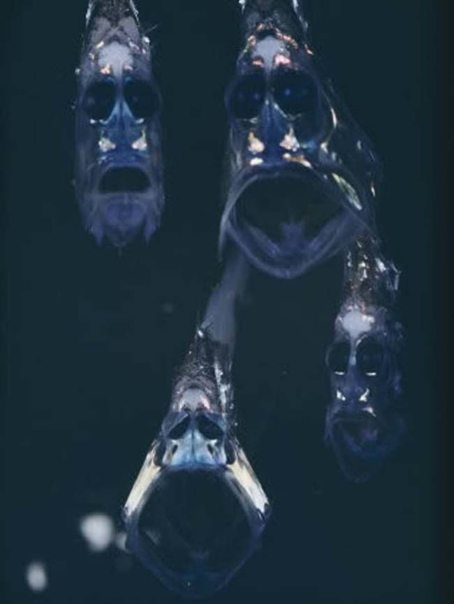 Hatchetfish.