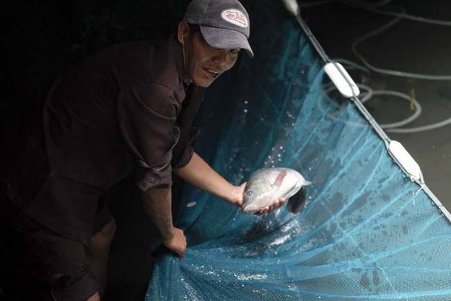 The fish in the mall also provided a boost to the local economy, as a thriving tourist trade sprung up. Foreigners would hear about the mall fish online then come to check them out. Many tourists would also feed the fish with food sold by local vendors.