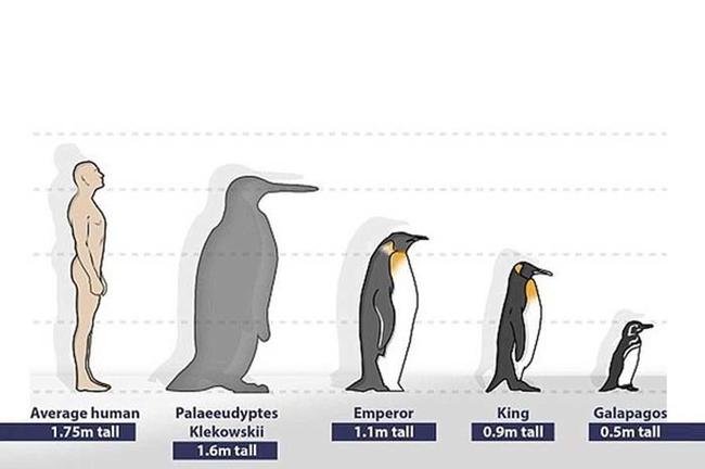 9.) Human sized penguins.