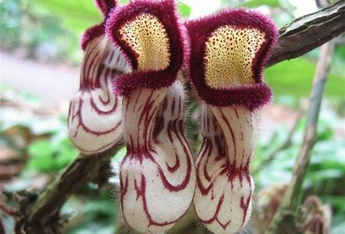 12.) Dutchman’s Pipe. They look fuzzy, but I wouldn't trust them.