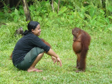 This orangutan needs a pep talk.