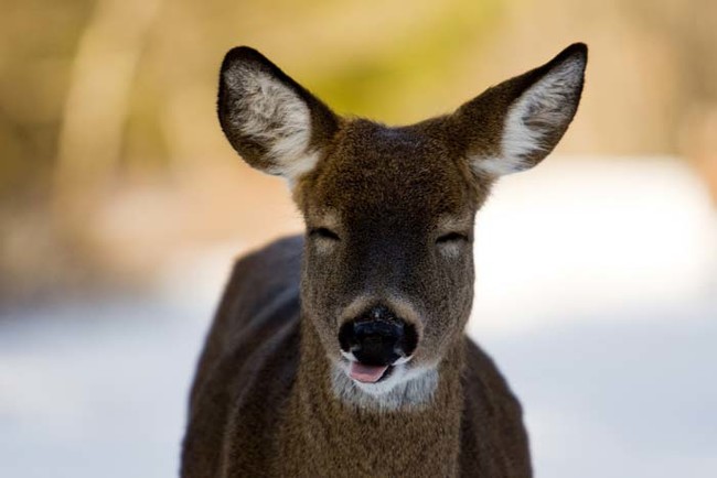 He makes this face every time he tells a joke.