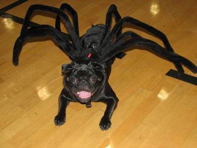 11.) Arachnophobia Pug