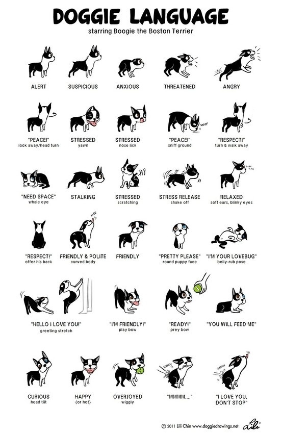 27. Here's a dog's body language explained. You're welcome.