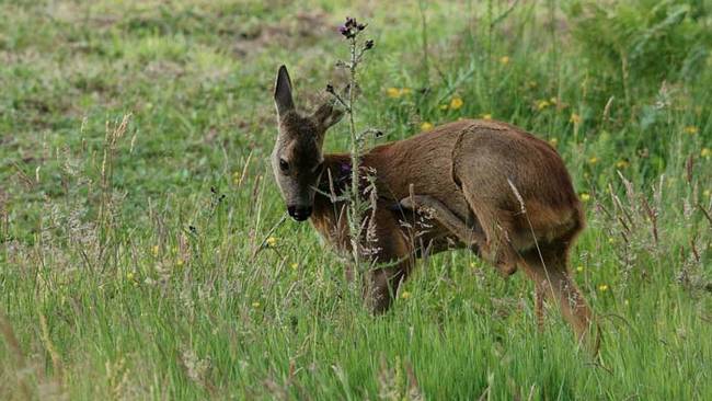 The roe deer population in Slovenia, while abundant, is highly controlled by the government. The hunter who shot the "unicorn" picked it out because of its advanced age. At the distance from where the hunter shot, it wasn't clear just how special this particular roe deer was.