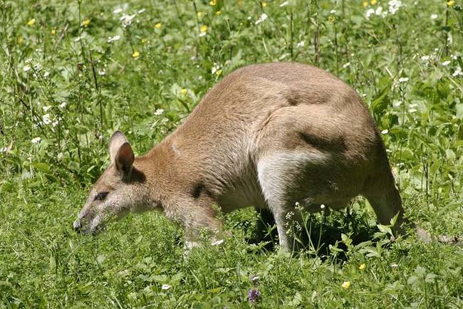 The agile wallaby is one of the most common wallaby species found in Australia. Adult wallabies are usually about 2.5 feet long. Young wallabies ("joeys") are fairly large, but this one was no match for the python.