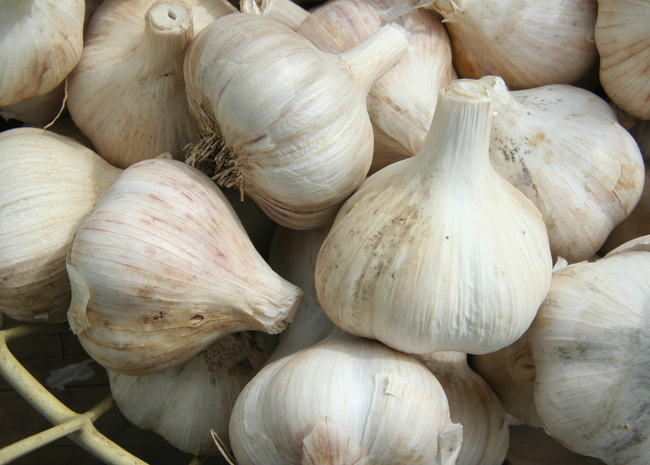 Fear of Garlic