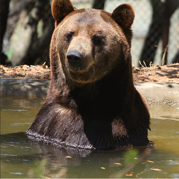 After: He now lives at the Performing Animal Welfare Society in northern California.