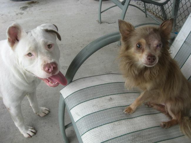 The pair were found wandering the streets of Savannah. Joanie was carrying Chachi in her mouth, stopping every now and then to lick her poor friend's infected eye.