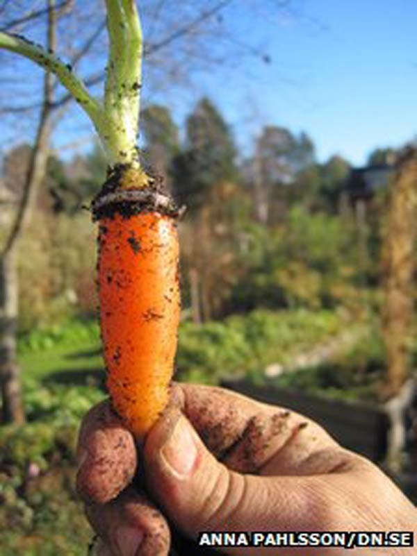 18.) Woman lost her wedding ring while gardening. Eventually, she found it 16 years later.