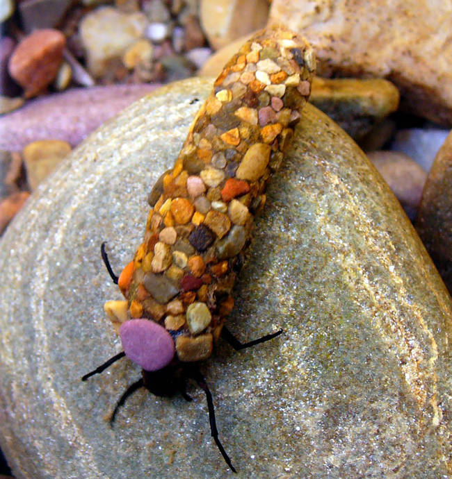 7.) Caddisfly