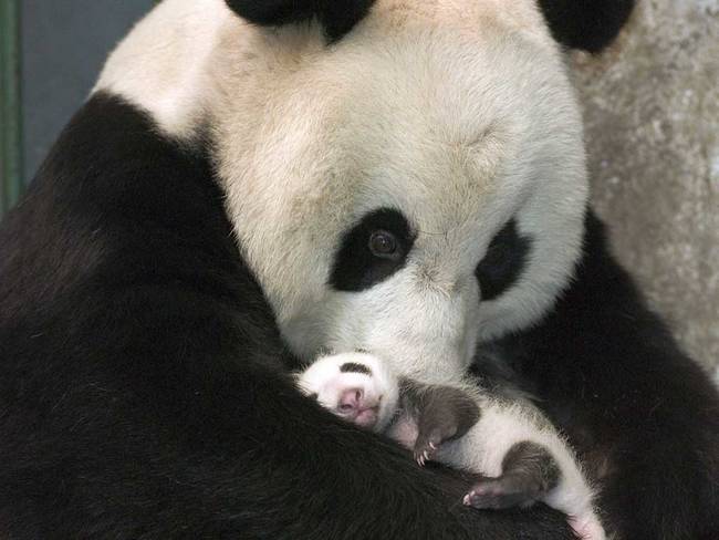 Female Pandas are only fertile for about 3 days a year.