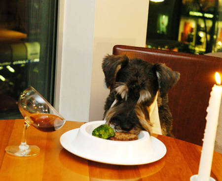 A nice candle lit dinner for a good dog.