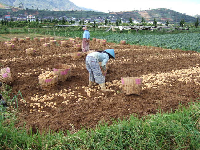 Potatoes being harvested in Indonesia.