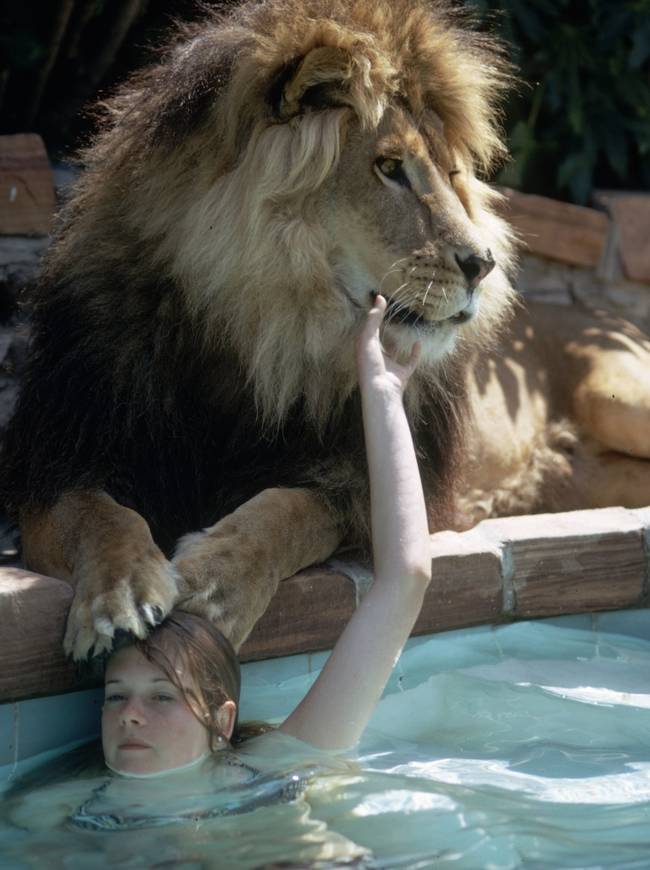 Neil lounging poolside while Melanie Griffith swims