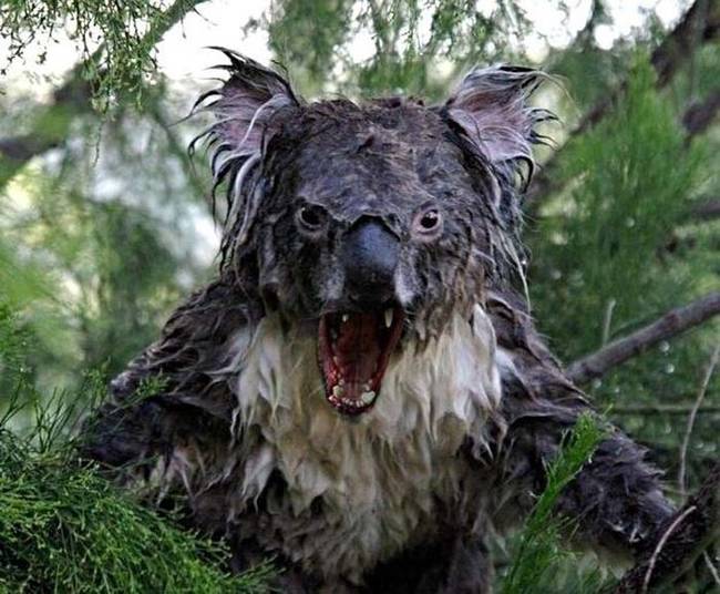 1.) This scary looking Koala is quite fake. They're much cuter than this.