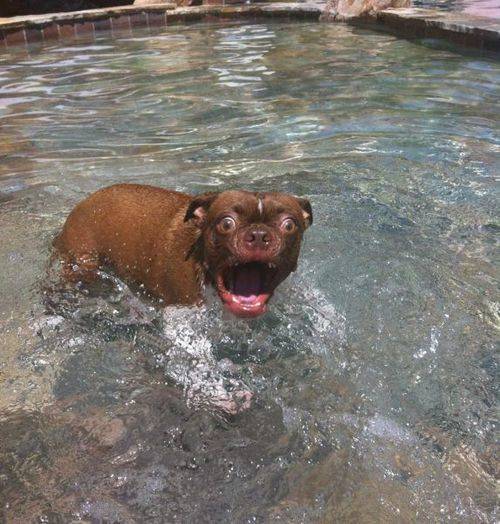 Maybe this dog isn't really that ugly. Perhaps the pool is just really cold?