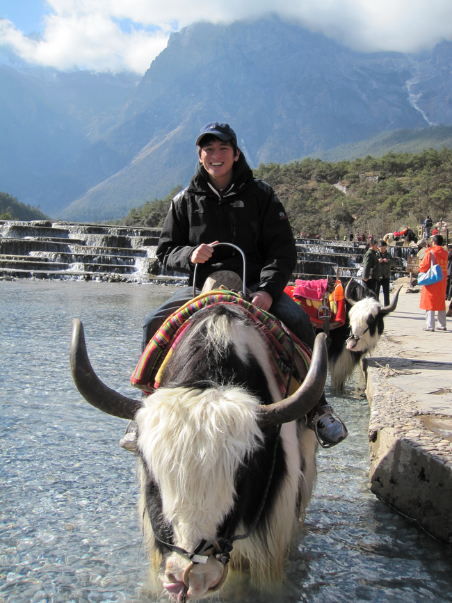 9.) Yak - China, Tibet, Mongolia, Pakistan