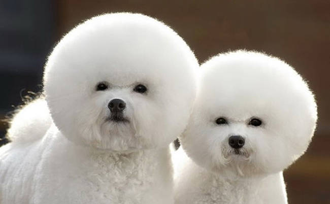 1.) These puffy poodles might want to have a word with their groomer.