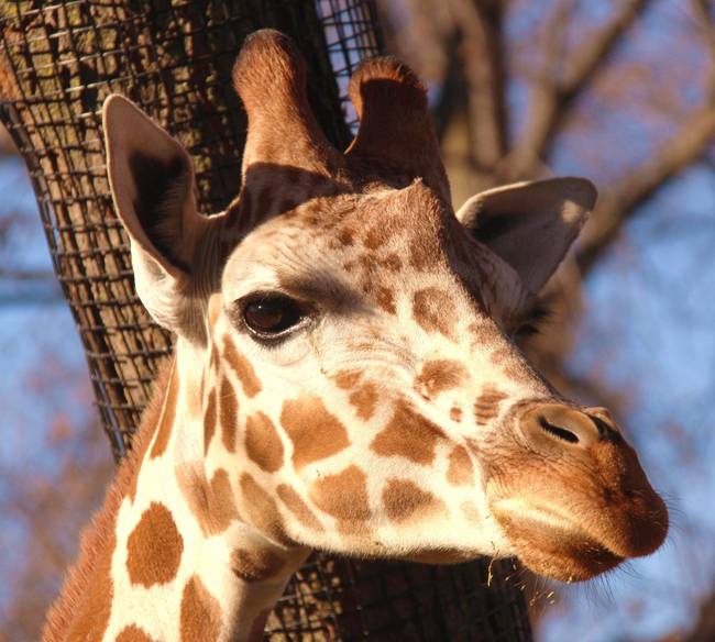 27.) Instead of greying, giraffes fur darkens as they age.