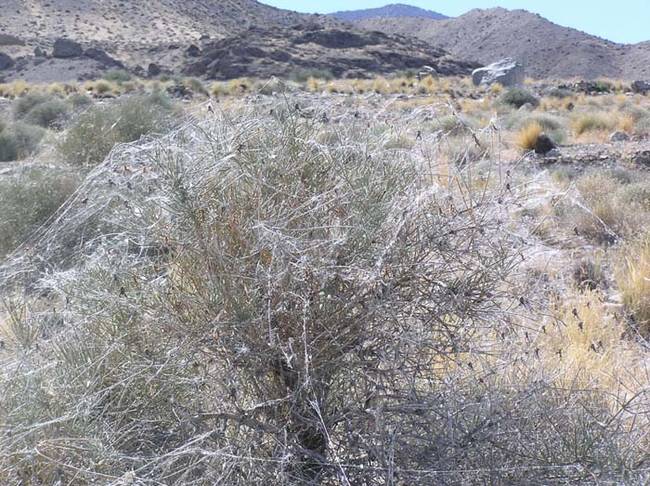 Is that snow on that bush? Oh no nevermind, it's just hundreds of spiders. Nevermind.