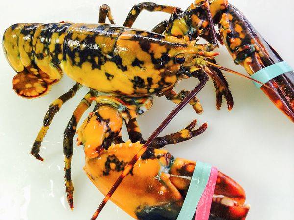 Calico Lobster