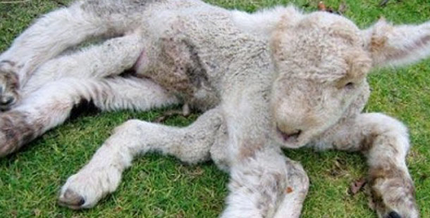 Seven-Legged Lamb