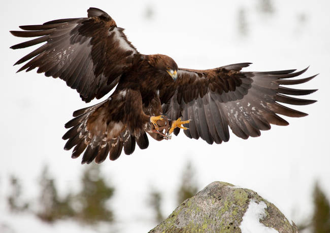 Golden eagles have been clocked at <a href="https://animals.nationalgeographic.com/animals/birds/golden-eagle/" target="_blank">150 miles per hour</a> when diving at their prey.