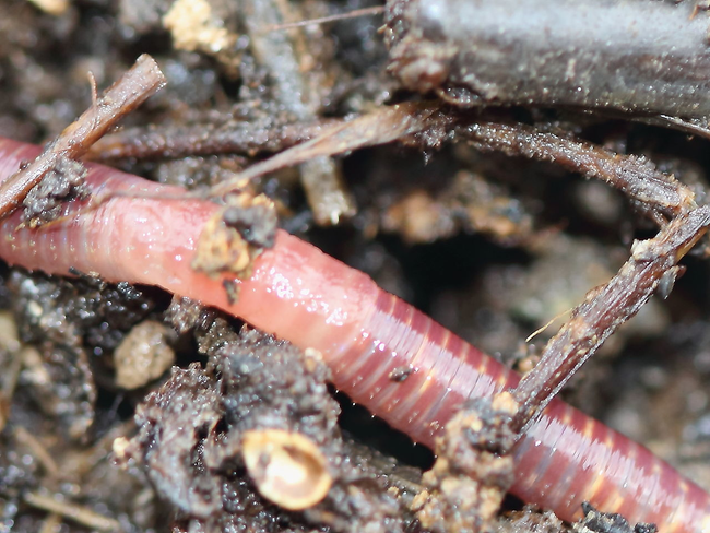 8.) Red worms are used in some countries to more efficiently treat waste.