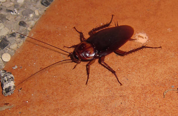 American Cockroach