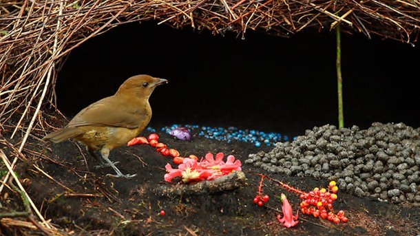 3.) Vogelko Gardener Bowerbird Bower in Indonesia: Creating cone-shaped hut structures 100 cm high and 160 cm in diameter, these birds use sticks to hold up their masterpiece. They'll then clear out the front law of debris and add some moss, for the true 1950's dream house.