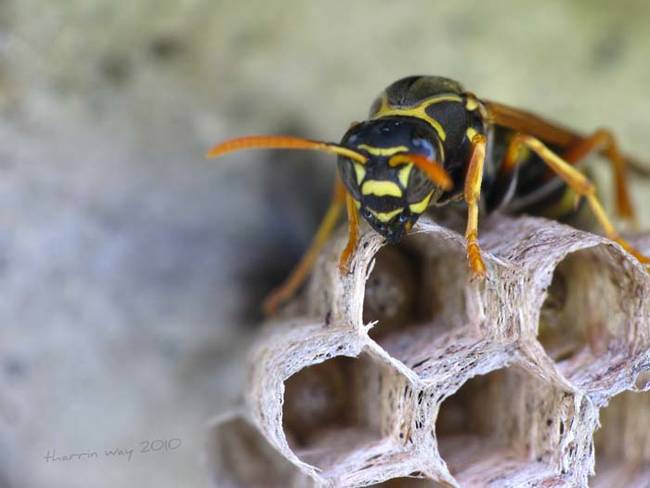 It was a tough battle, but they managed to get rid of all the wasps. He even saved the blanket the nest was built on.