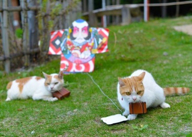 Tour website <a href="https://www.jalan.net/en/japan_hotels_ryokan/" target="_blank">Jalan</a> joined forces with cats Nyalan and Deshi to show what Japanese life is really like.