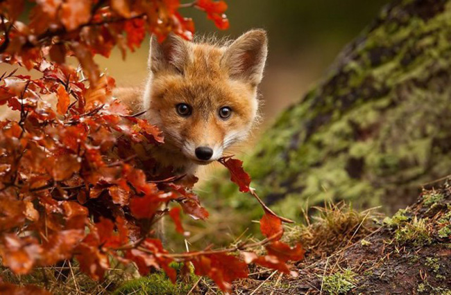 This curious fox blends right in.