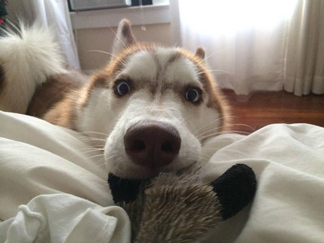 This husky just found his favorite toy hiding in your bed. Dude!