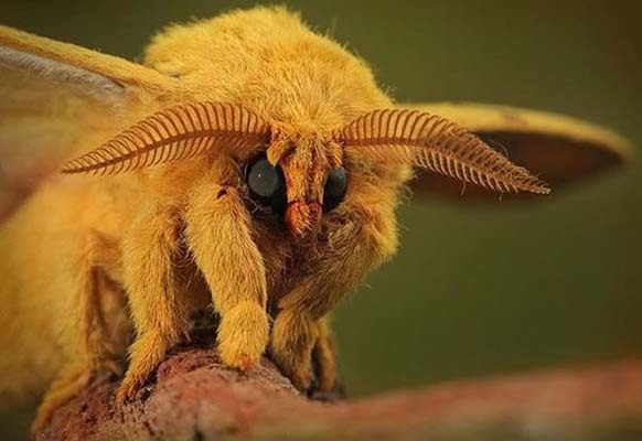 11.) Venezuelan Poodle Moth: Yes, bugs can be adorable. This one was found in Venezuela in 2009, a new species. Scientists don’t know that much about the poodle moth, but they are learning more every day.