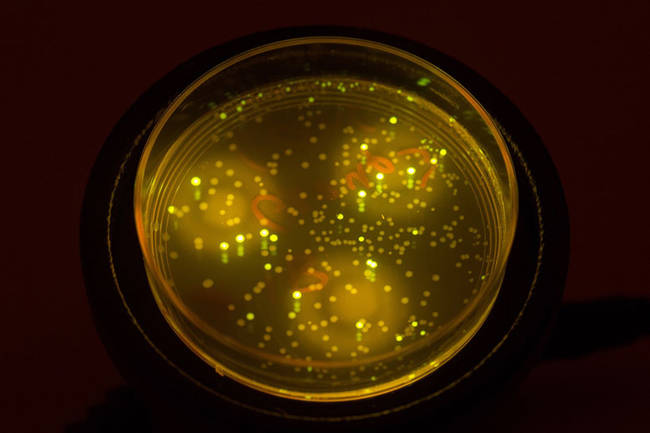 <i>E. coli</i> bacteria in a petri dish. While known mostly for its role in digestion as well as its infectious properties in humans, this bacteria fluoresces, producing a green light that could be useful in other applications.