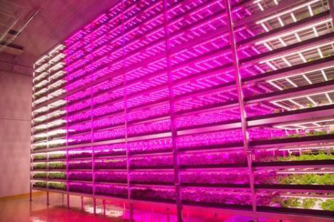 Within this custom designed system, the day and night cycle has been shortened to allow plants to grow faster.