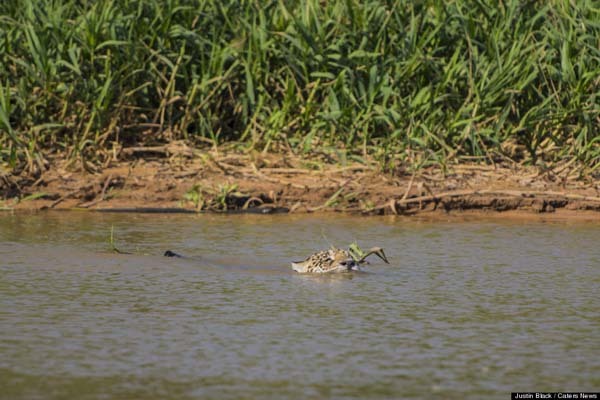 He stalked the Yacare caiman, which was just sunning itself on the shore.